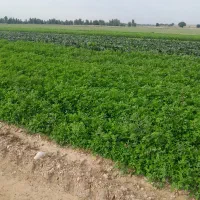 سبزی خورشتی