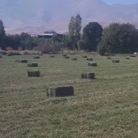 یونجه چین ۵