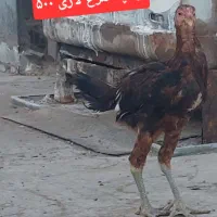 جوجه و مرغ|حیوانات مزرعه|ساوه, |دیوار