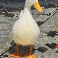 یک جفت اردک بالغ|حیوانات|تهران, صادقیه|دیوار