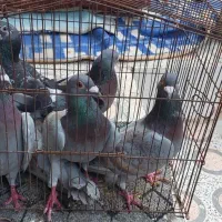 کبوتر خارجی مسافتی