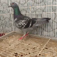 فروش کبوتر مسافتی