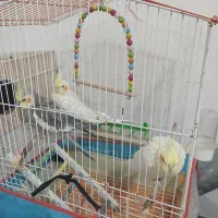 عروس هلندی