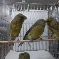 قناری‌ رسمی‌ بلند|پرنده|تهران, دولاب|دیوار