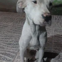 سگ دوگو آرژانتینو و سگ محلی ماده و نر مجانی