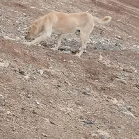 سگ .|سگ|سنقر, |دیوار