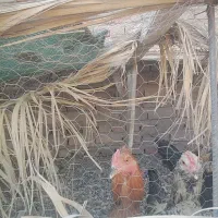 5عدد خروس نسل دار