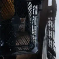 سبد اتوبوسی مخصوص قارچ|ظروف نگهدارنده، پلاستیکی، یکبارمصرف|سنندج, |دیوار