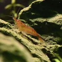 شریمپ میگو کامبارلوس گوپی تترا رازبورا لابستر گیاه|ماهی|تهران, نارمک|دیوار