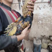 مرغ و خروس لاری اصیل آماده جوجه کشی|حیوانات مزرعه|تبریز, |دیوار