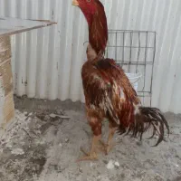 خروس لاری افغان|حیوانات مزرعه|بهارستان, |دیوار