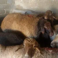 قوچ گوسفندی