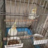 جوجه عروس هلندی