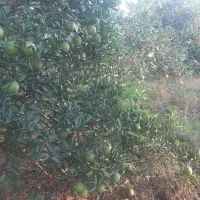 پرتقال تامسون تقربا زرد شدش پوست نازک شیرین