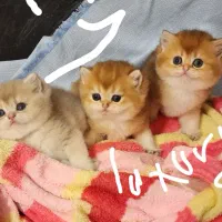 بریتیش|گربه|سیرجان, |دیوار