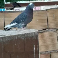 کبوترباخت رفته
