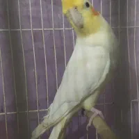 عروس هلندی نر