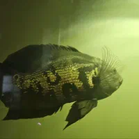 آکواریوم و ماهی
