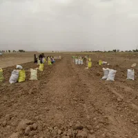 پیاز زعفران‌