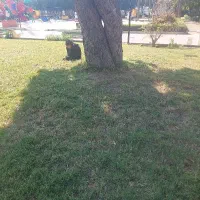 گوشواره گمشده