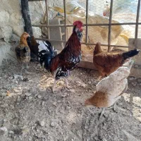 مرغ خروس|حیوانات مزرعه|خمیر, |دیوار