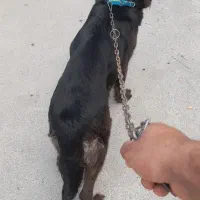 ژرمن بلک ماده