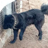 نرسبزوسیاه دم فر