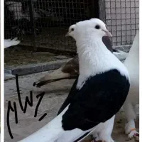 کبوتر بوشهری