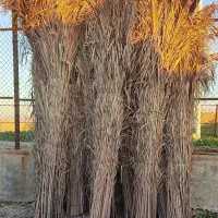 فروش سته وحصیر ودرخونه