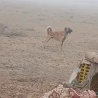 سگ سرابی یکساله ماده بسیار زرنگ وباهوش|سگ|قشلاق دشت, |دیوار