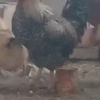 خروس چهل تاج کاکلی و دوتا اردک تخم گذار