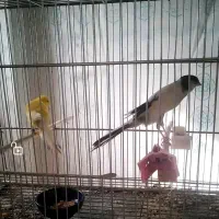 قناری کشیده بلند نر