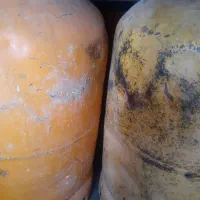 کپسول خانگی دوعدد