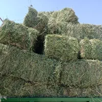 یونجه