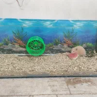 همستر کمپل همراه آکواریوم