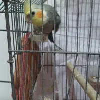 فروش یک نر جوان و سرحال  حدود ۱۰ ماهه