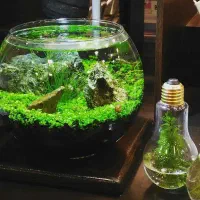 آکواریوم (هدیه روز مادر)|ماهی|مشهد, ولیعصر (شهرک غرب)|دیوار