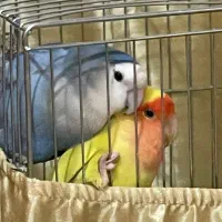 چند جفت از انواع طوطی|پرنده|مهاباد (آذربایجان غربی), |دیوار