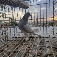 سه عدد کبوتر ابری بادی پاپر