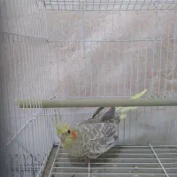 600 تومان|پرنده|شوشتر, |دیوار