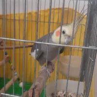 عروس هلندی نردستی