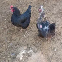 مرغ تخم گذار|حیوانات مزرعه|رونیز, |دیوار