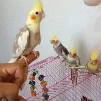 عروس هلندی نر رام و دستی