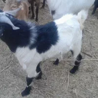 گوسفند فروشی|حیوانات مزرعه|گنبکی, |دیوار