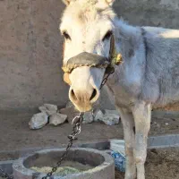 الاغ نرجوان|حیوانات مزرعه|بروجرد, |دیوار