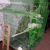 عروس هلندی نر ،، بازی گوش|پرنده|نوشهر, |دیوار