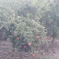 فروش انار ملس|خوردنی و آشامیدنی|بهشهر, |دیوار