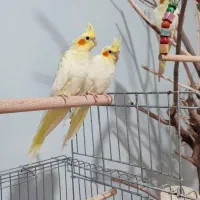 عروس هلندی دوماه،دون خور|پرنده|پردیس, فاز ۴|دیوار
