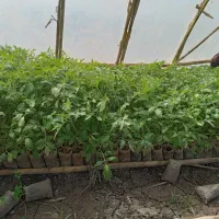 بذر گوجه آورتین