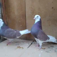 نروماده شازده زرد سرخ سیاه پیس|پرنده|یزد, |دیوار